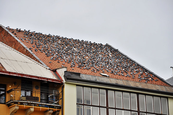A2B Pest Control are able to install spikes to deter birds from roofs in Isle Of Dogs. 