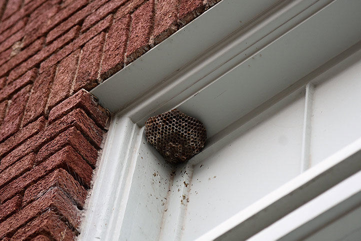 We provide a wasp nest removal service for domestic and commercial properties in Isle Of Dogs.
